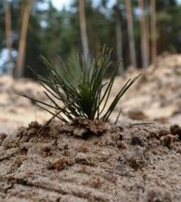 На Полтавщині лісівники готові до осіннього висаджування дерев