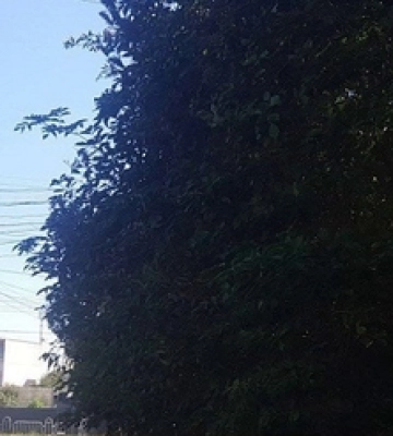 У Луцьку на Поштовій гілля «сховало» світлофор 