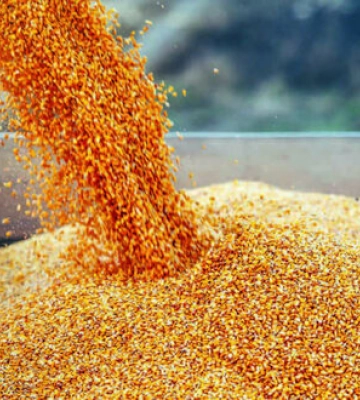 5 країн Східної Європи відкинули план Києва щодо обмеження експорту української агропродукції, - польські ЗМІ