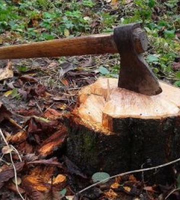 На Сумщині в агролісгоспі невідомі нарубали дерев на 800 тис. грн