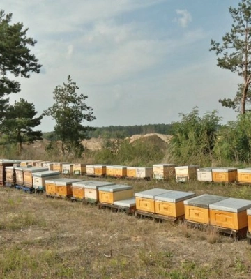 Волинський пасічник тримає на засіяних сидератами полях 140 бджолиних сімей
