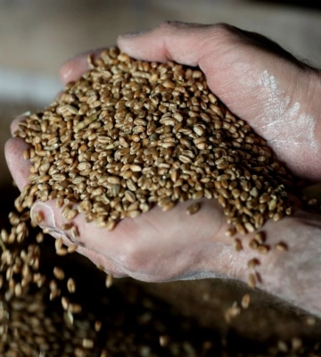 Ембарго на зерно. Чому українська продукція стала проблемою для Європи та як її хочуть розв'язувати Ембарго на зерно. Чому українська продукція стала проблемою для Європи та як її хочуть розв'язувати
