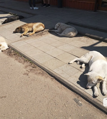На Криворіжжі диких тварин вакцинуватимуть від сказу: містян просять не чіпати принади
