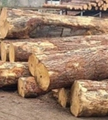 У Дубровиці поліцейські вилучили майже 400 колод деревини