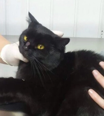 У Дніпрі хворий котик потребує допомоги небайдужих людей