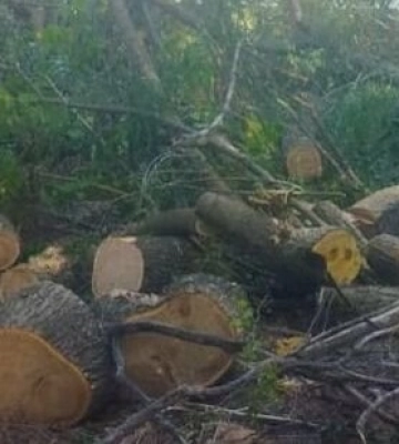 Готувалися до опалювального сезону: на Одещині чоловіки знищили дерева