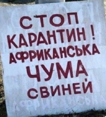 Африканська чума: на Кіровоградщині знищили понад 500 свиней