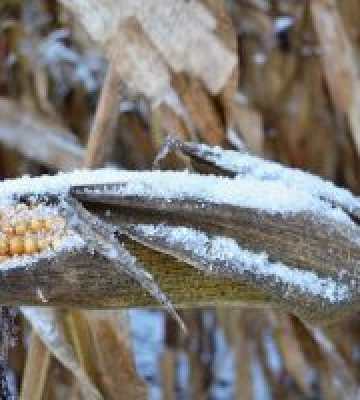 Поспішають з кукурудзою, щоб не пішла в зиму