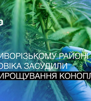 Вырастил 17 кустов конопли в саду: в Криворожском районе осудили мужчину