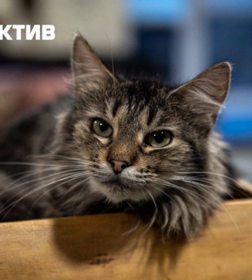 Їм треба спілкування з людьми: у Харкові є контактний центр з котами з фронту