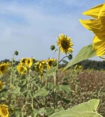 Можна прибирати пальта у шафу: у неділю в Полтаві ще затримається спека