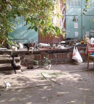 «Погибли маленькие котики»: в Киеве сгорел приют, подозревают подрыв (видео)