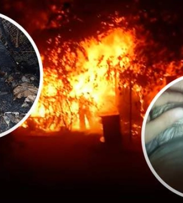 7 котиків загинули, десятки – постраждали: усе, що відомо про пожежу у притулку &quot;Котохата&quot;