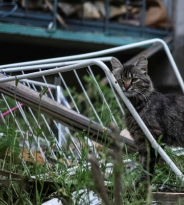 У київському притулку для тварин сталася пожежа, внаслідок чого загинули 7 котів: поліція почала розслідування