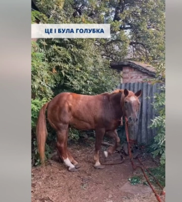 Волонтери UAnimals евакуювали кобилу з Донеччини, яка прибилась до військових