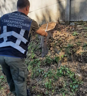 На землях комунальної власності Мукачівщини виявили незаконну рубку дерев