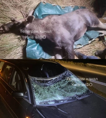 У Києві водій автомобіля Volkswagen збив лося