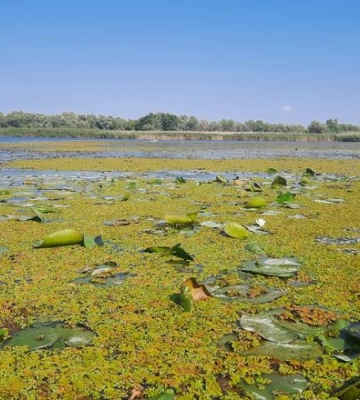 Після проб води з басейнів річок, екологи розповіли, що забруднює Дністер та Дунай
