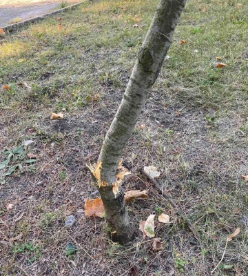 В Харькове неизвестные вандалы ломают молодые деревья 