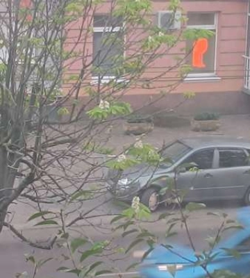Осінь відміняється: у Луцьку через аномальне тепло розквітнув каштан. Фото
