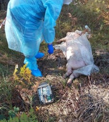 У Києві зафіксовано спалах африканської чуми свиней: запроваджено карантин