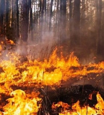 З початку 2023 року екосистеми регіону горіли понад 3,6 тисяч разів