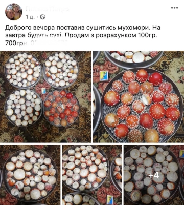 Смертельні «ліки»: нащо лучани купують мухомори