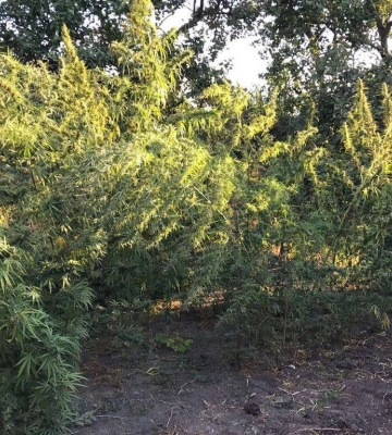 У Кривому Розі пенсіонерка вирощувала коноплі на власному подвір’ї