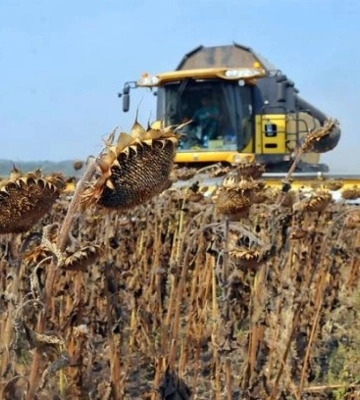 На Рівненщині прискорюють збір соняшника