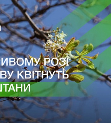 В Кривом Роге осенью цветут каштаны: что говорят об этом биологи