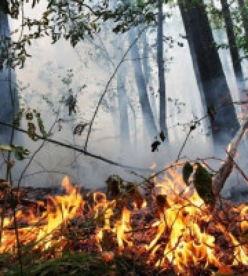 Пожежна небезпека на Київщині: жителів закликають утриматися від розведення багаття