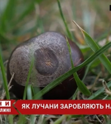 Як лучани заробляють на каштанах (відео)