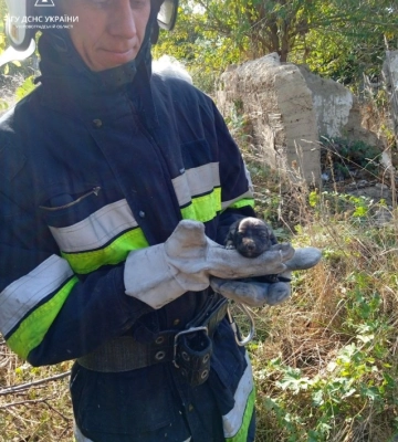 На Кіровоградщині надзвичайники врятували собаку, яка впала в яму