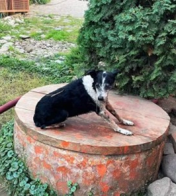 Закарпатські рятувальники і пожежу загасили, й чотирилапого врятували