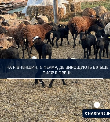 На Рівненщині є ферма, де вирощують більше тисячі овець