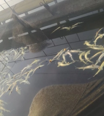У Ладижинському водосховищі на Вінниччині виявили мор осетрових