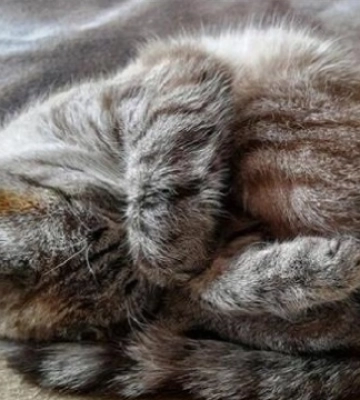 У Києві скажена кішка покусала чоловіка. Чим небезпечний сказ для людини