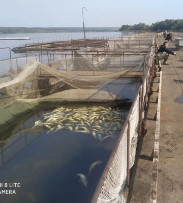 На Вінниччині загинуло 9 тонн червонокнижної риби: у чому причини