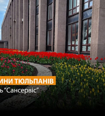В Кривом Роге закупят луковицы тюльпанов