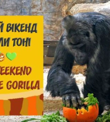 На вихідних в Київському зоопарку відбудеться гарбузовий вікенд для горили Тоні