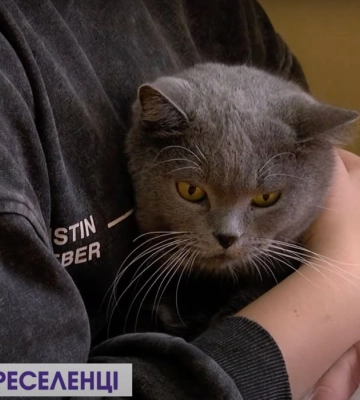 Коти-переселенці: як улюбленців евакуйовували з-під обстрілів до Луцька