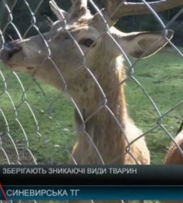 На Закарпатті зберігають зникаючі види тварин (відео)