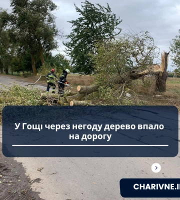 У Луцьку буревій повалив дерево