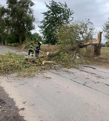 У Луцьку буревій повалив дерево