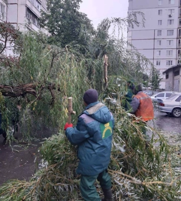 В Харькове ветер валил ветки и деревья: горсовет показал последствия 