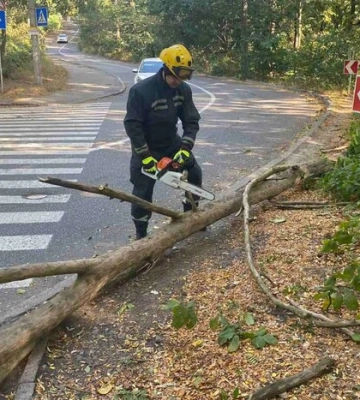 У Києві на автівку під час руху впало дерево