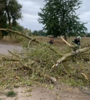 У Гощі від сильного вітру впало дерево та перекрило дорогу