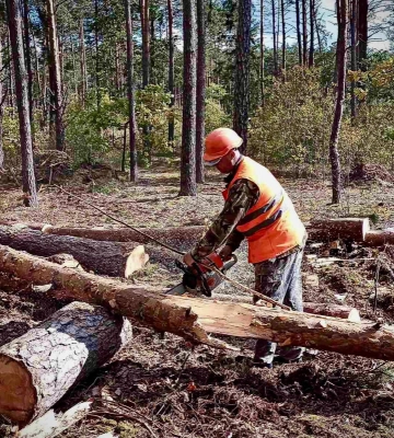 На Волині триває розробка ділянок, пошкоджених буреломами