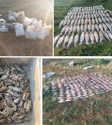 Погубил рыбы более чем на миллион грн: браконьера поймали на Харьковщине