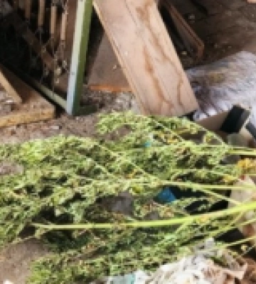У жителя Рівненського району поліцейські вилучили марихуану та коноплі